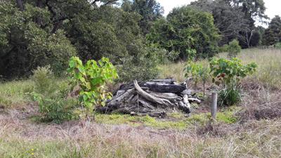 LIM_Fauna&Flora_fig_habitat stack eg.jpg