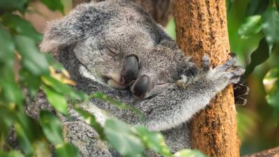 LIM_Fauna&Flora_koala_3.jpg