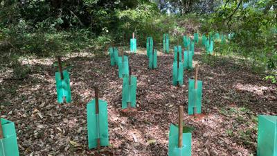 LIM_Fauna_Flora_re vegetation_.jpg