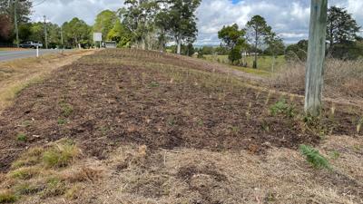 LIM_Fauna_Flora_re vegetation_2.jpg