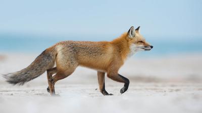 LIM_Fauna&Flora_feral animal_.jpg