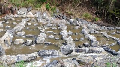 LIM_Fauna_Flora_fish passage.jpg