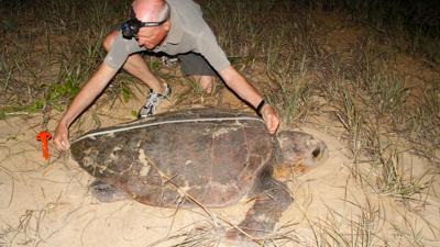 LIM_Fauna&Flora_marine turtle2.jpg