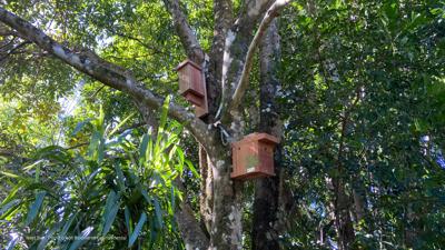 COPYWRIGHT photo credit Biodiverse Environmenal_LIM_Fauna_Flora_nesting box3.jpg