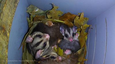 LIM_Fauna_Flora_nesting box2.jpg
