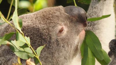 LIM_Fauna&Flora_koala_2.jpg