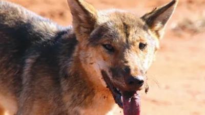 LIM_Fauna&Flora_feral animal_4.jpg