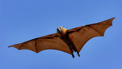 LIM_Fauna&Flora_flying fox_.jpg