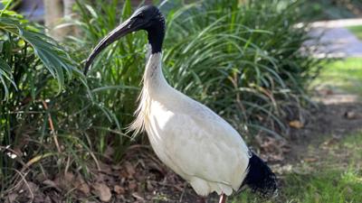 LIM_Fauna&Flora_fig_urban bird eg.jpg