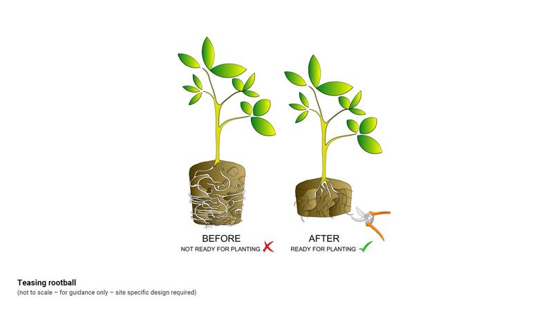 LIM_planting(L)_fig_teasing rootball.jpg