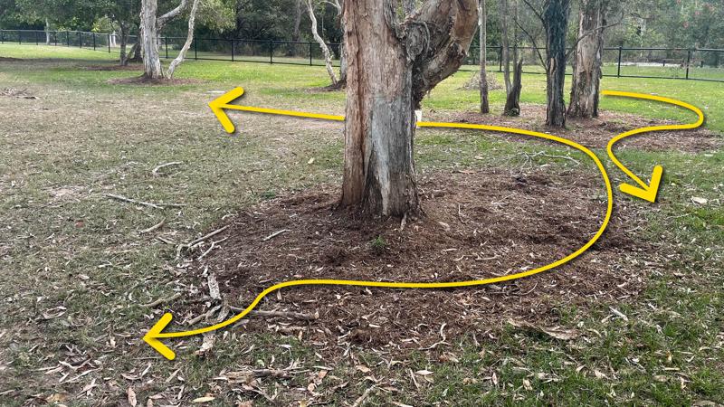 LIM_dog_pic_dog exploring area.jpg