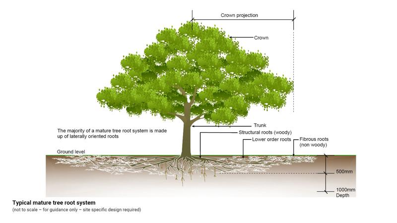 LIM_site setup_fig_mature tree root system.jpg