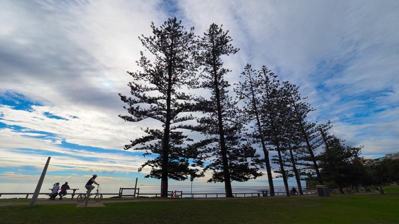 LIM_TreeSenDesign_fig_design prins eg.jpg