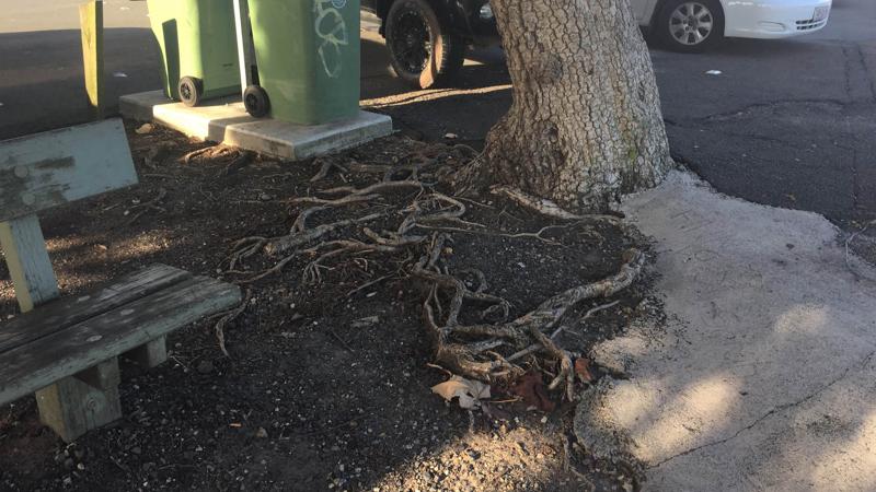 LIM_TreeSenDesign_pic_tree roots.jpg