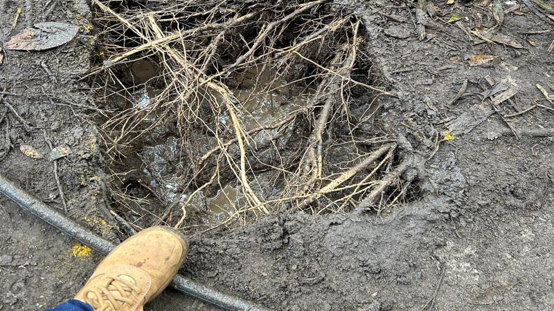 LIM_site setup_pic_vac excavated tree roots.jpg