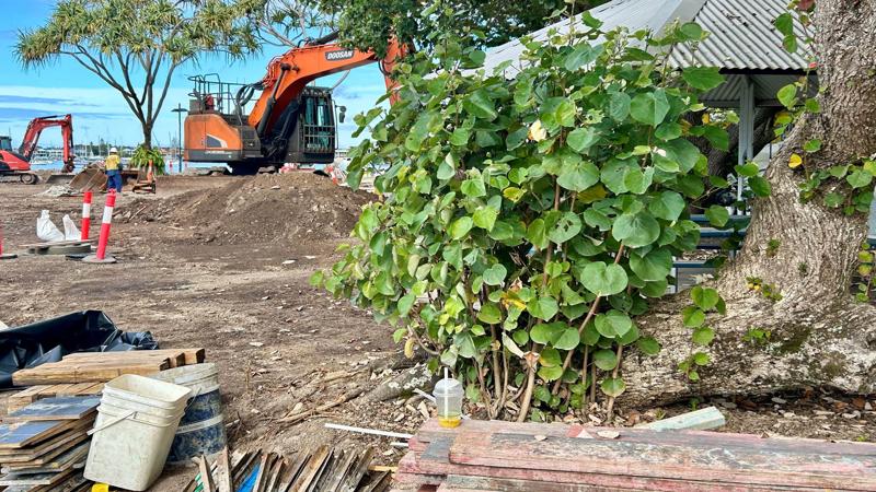 LIM_site setup_pic_tree damage 1.jpg