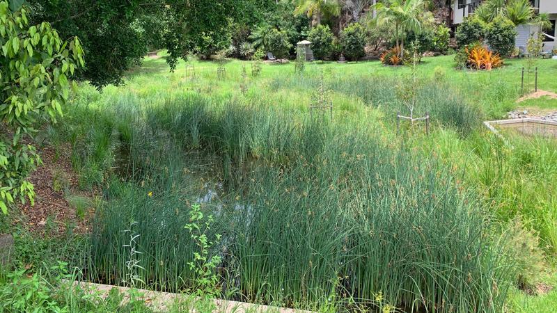 LIM_WSUD_pic_ephemeral wetland.jpg